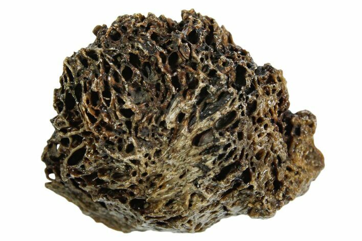 Fossil Tyrannosaur (T rex) Bone Section - Wyoming #352919